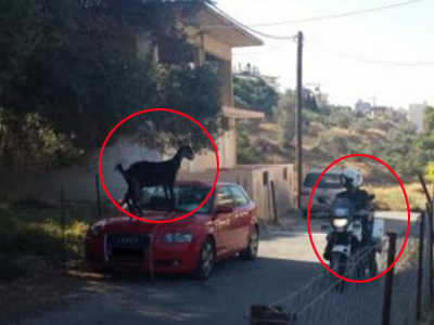O αστυνομικός και η… κατσίκα!