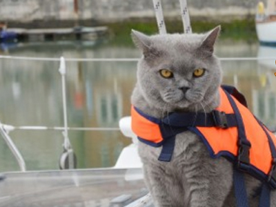 Μία γάτα ταξίδεψε σε πλοιάριο με μετανάστες