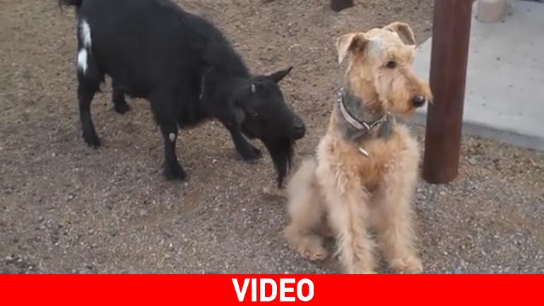 Ο ατάραχος σκύλος και το θυμωμένο κατσίκι…