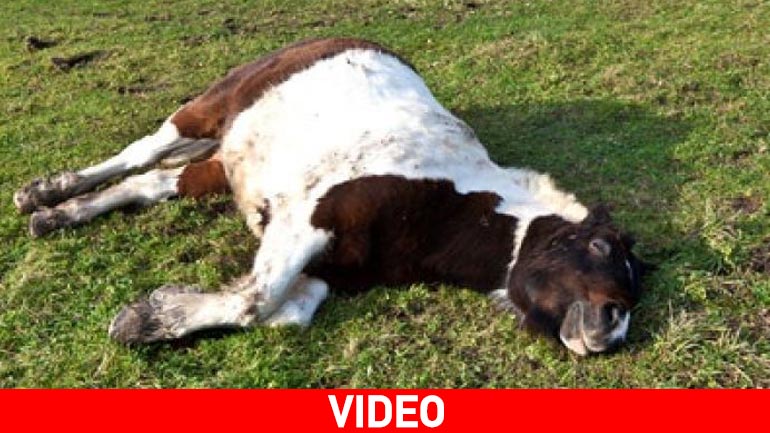 Σκότωσαν έξι άγρια άλογα στη Ζήρεια Kορινθίας