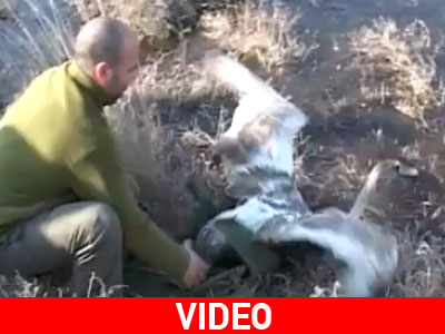 Απελευθέρωση πουλιών στο Δέλτα