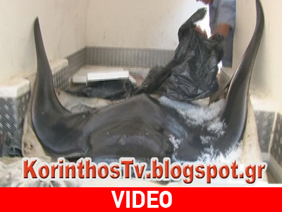 Σαλάχι… 100 κιλών στον Σαρωνικό Σαλάχι… 100 κιλών στον Σαρωνικό