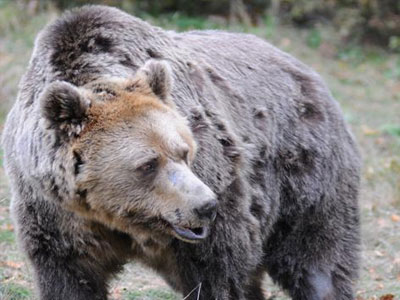 Πέθανε ο χαριτωμένος Δούκας