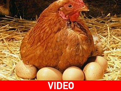 Από την κότα στο… τραπέζι μας!