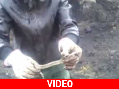 Βρήκαν φίδι σε ορυχείο της ΔΕΗ