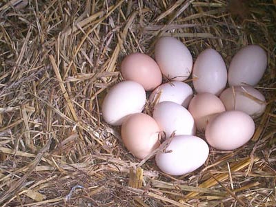 Χωριάτικα αυγά κατ’ οίκον με …delivery!