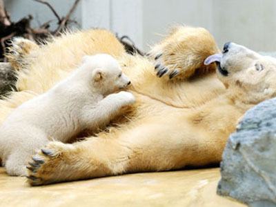 Ντεμπούτο για την αδελφή του Κνουτ