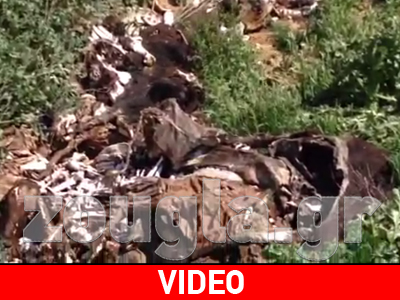 Διάσπαρτα κουφάρια ζώων στο Πεντάλοφο