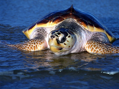 Στο φυσικό της περιβάλλον επιστρέφει η Caretta Caretta