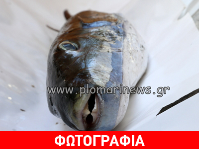 Ψαράς στο Πλωμάρι αλίευσε λαγοκέφαλο