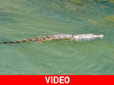 «Θα φιλοξενήσουμε τον Σήφη στο ενυδρείο»