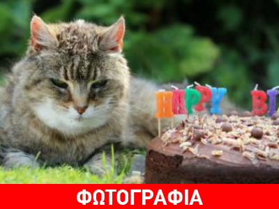 Η γάτα – μαθουσάλας