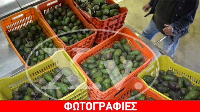 Xάνια: Λάδι από αβοκάντο