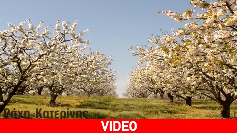 Aνθισμένες κερασιές στη Ράχη Κατερίνης