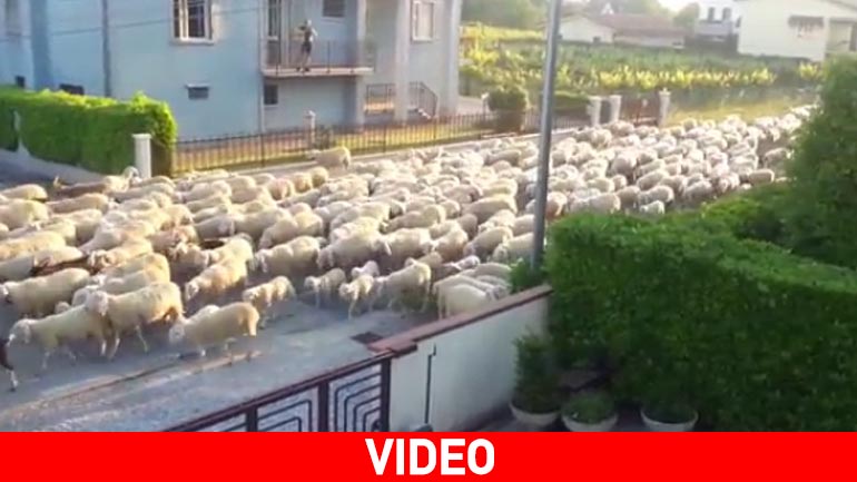 Βενετία: Πρόβατα ξεσήκωσαν μία πλούσια γειτονιά στο πόδι