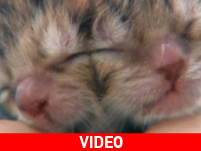 H γάτα με τα δύο πρόσωπα