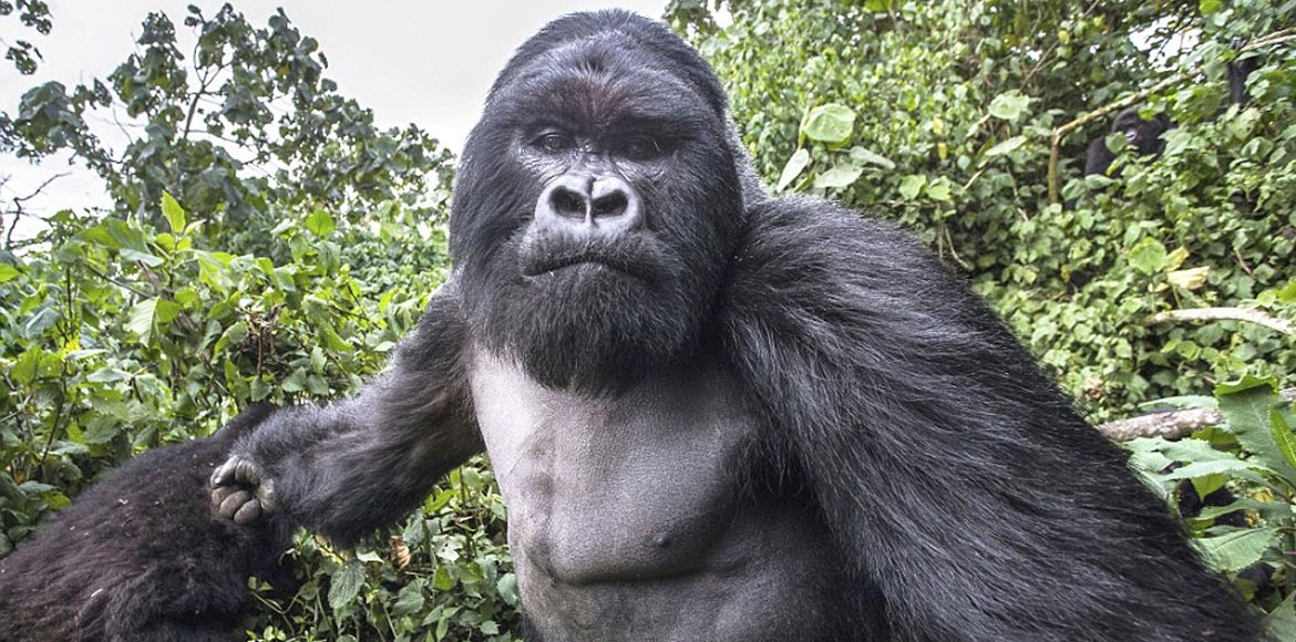 O γορίλας θύμωσε…