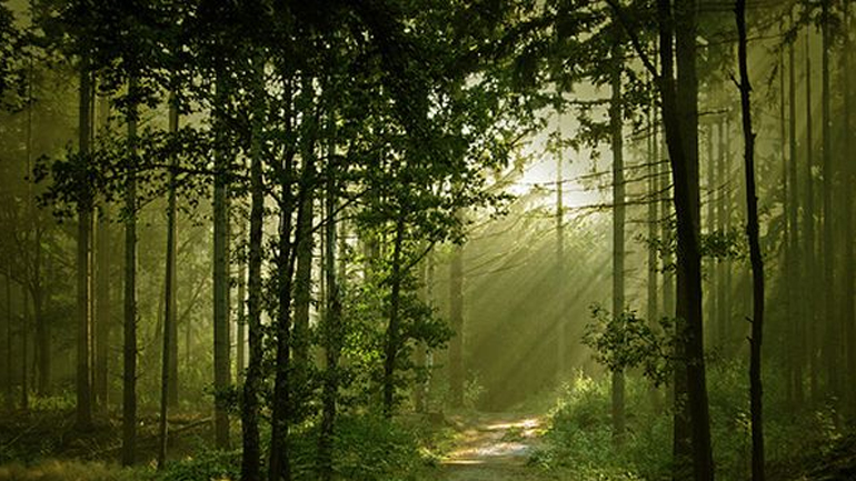 Άκυρες οι αποφάσεις των Επιτροπών Επίλυσης Δασικών Αμφισβητήσεων