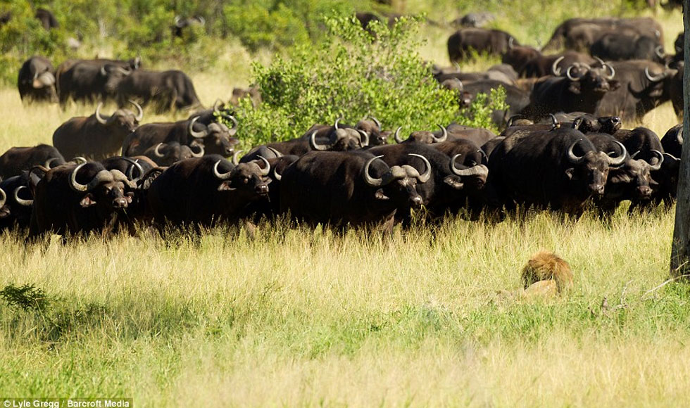 Ο σκληρός νόμος της φύσης