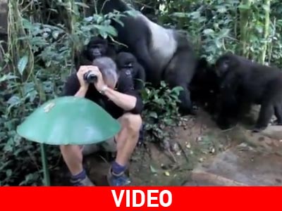 Ο φωτογράφος και οι… γορίλες!
