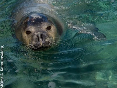 Η μεσογειακή φώκια επιστρέφει στις ακτές του Αργοσαρωνικού!