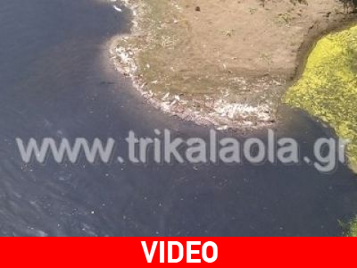 Εκατοντάδες νεκρά ψάρια στα Τρίκαλα