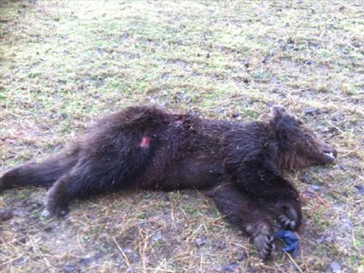 Η πρώτη αρκούδα θύμα τροχαίου για το 2015