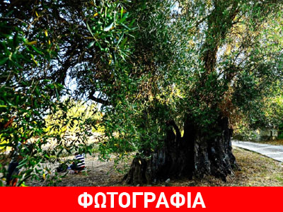 Ανάδειξη υπεραιωνόβιου ελαιόδεντρου στην Κέρκυρα