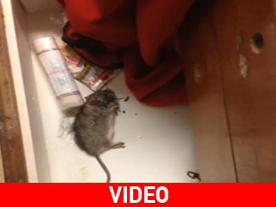 Βρήκαν ψόφιο ποντίκι στα επείγοντα νοσοκομείου