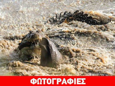 Kροκόδειλος κατασπαράζει μικρό ιπποπόταμο