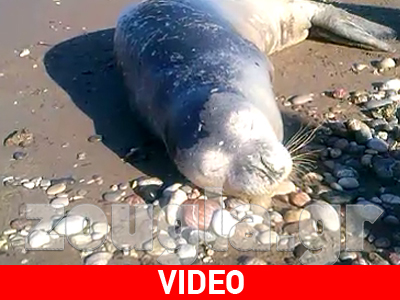 Λευκή φώκια εκβράστηκε σε παραλία της Ρόδου