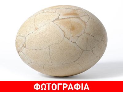 Πωλείται το μεγαλύτερο αυγό στον κόσμο