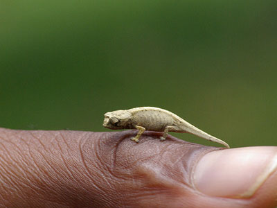 Χαμαιλέοντας-μινιατούρα 30 χιλιοστών! Χαμαιλέοντας-μινιατούρα 30 χιλιοστών!