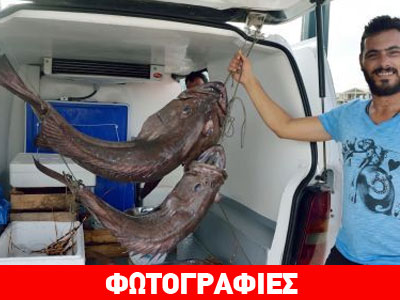 Ψάρεψε βλάχους 42 κιλών στην Αλόννησο