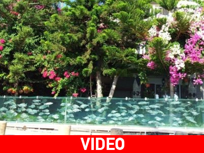 Κατασκεύασε φράχτη-ενυδρείο στο εξοχικό του