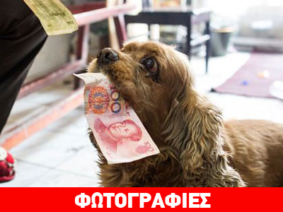 Σκύλος πηγαίνει για… ψώνια!