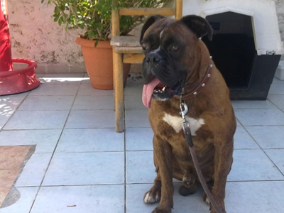 Μύρισε το κλεμμένο ποδήλατο του αφεντικού