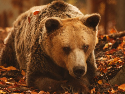 Πέθανε ο γηραιότερος αρκούδος του κόσμου