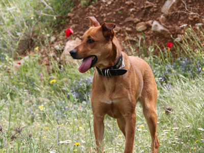 Η Λολίτα ψάχνει σπίτι