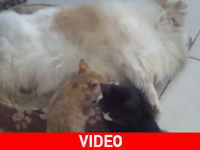 Γατάκια πίνουν γάλα από σκυλίτσα