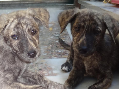 Αγγελία για την υιοθεσία δύο κουταβιών