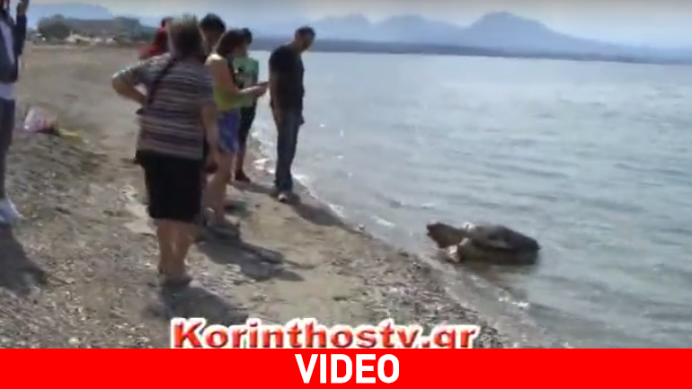 Νεκρή θαλάσσια χελώνα στην παραλία Λουτρακίου