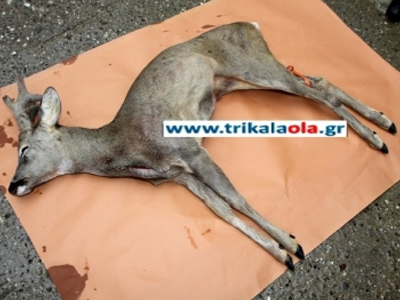 Ζαρκάδι βρέθηκε χτυπημένο στην Πύλη Τρικάλων