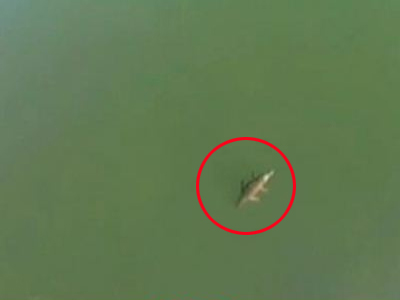 Δήμαρχος Ρεθύμνου: Δεν θα επιβιώσει ο κροκόδειλος στην Κρήτη