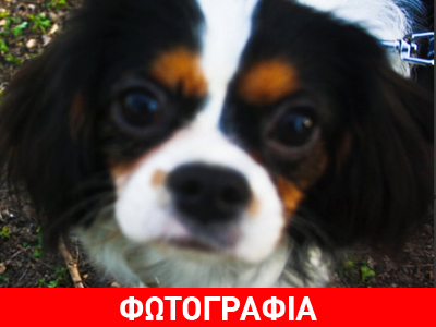 Χάθηκε King Charles Cavalier στο Γαλάτσι