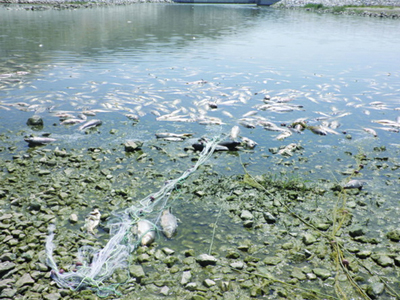 Χιλιάδες νεκρά ψάρια εκβράστηκαν στη λίμνη Κάρλα