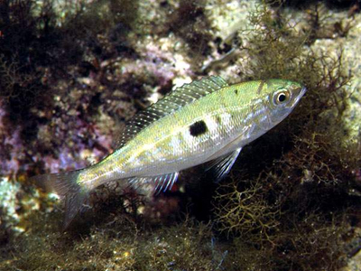 «Τη μαρίδα πιάνεις Κυριάκο»