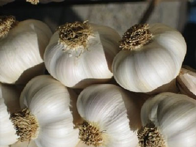 «SOS» από τους σκορδοπαραγωγούς Έβρου