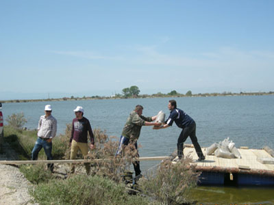 Ένα “τεχνητό” σπίτι για 30 ζευγάρια ποταμογλάρονων