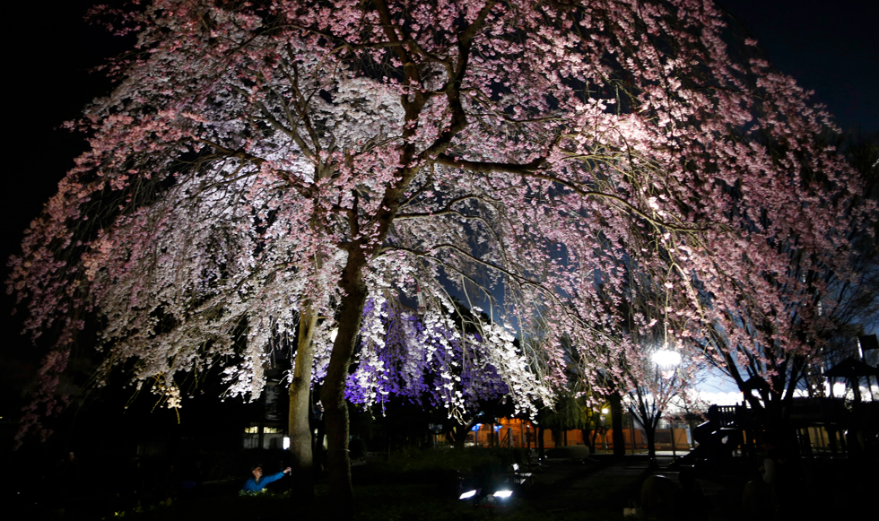 Aνθισμένη κερασιά